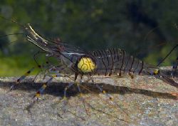 Prawn.
Aughrusmore Pier, Connemara.
D200,60mm.
Does an... by Mark Thomas 